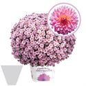 Afbeelding van Bolchrysant gehoest P19 geen kleur Pink